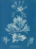 Laurencia pinnatifida - Anna Atkins — weergave van het kunstwerk