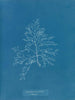 Laurencia pinnatifida en angusta - Anna Atkins — weergave van het kunstwerk