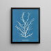 Mesogloia purpurea - Anna Atkins — ingelijst kunstwerk aan de muur