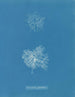 Microcladia glandulosa - Anna Atkins — weergave van het kunstwerk