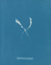 Myriotrichia claviformis - Anna Atkins — weergave van het kunstwerk