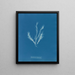Myriotrichia filiformis - Anna Atkins — ingelijst kunstwerk aan de muur