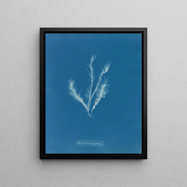 Anna Atkins - Myriotrichia filiformis.webp