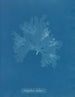 Nitophyllum Gmeleni - Anna Atkins — weergave van het kunstwerk