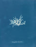 Nitophyllum lacéré - Anna Atkins — weergave van het kunstwerk