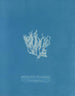Reproductie van het schilderij Nitophyllum laceratum - Anna Atkins