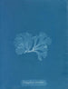 Nitophyllum punctatum - Anna Atkins — weergave van het kunstwerk