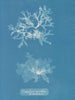Nitophyllum punctatum - Anna Atkins — weergave van het kunstwerk
