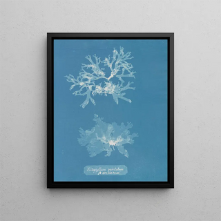 Anna Atkins - Nitophyllum punctatum ocellatum.webp