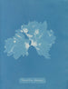 Nitophyllum ulvoideum - Anna Atkins — weergave van het kunstwerk