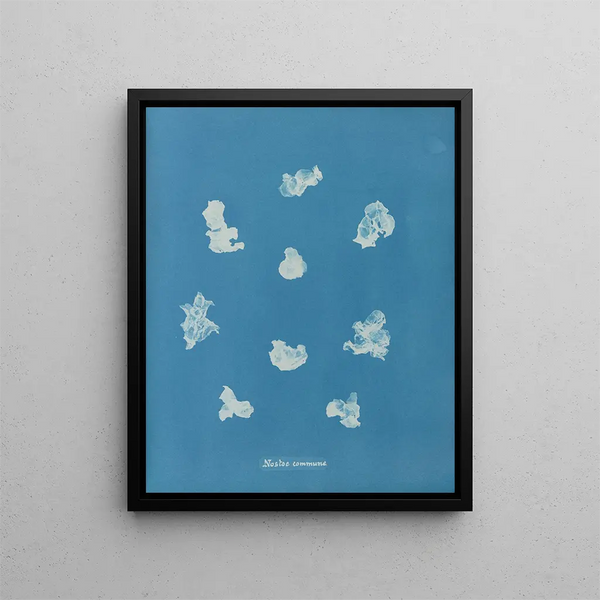 Anna Atkins - Nostoe commune.webp
