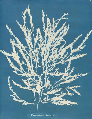 Anna Atkins - Odonthalia dentata.webp