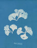 Padina Pavonia - Anna Atkins — weergave van het kunstwerk