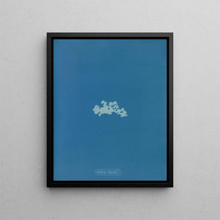 Anna Atkins - Padina deusta.webp