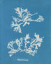 Phyllophora rubens - Anna Atkins — weergave van het kunstwerk