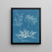 Plocamium cramoisi - Anna Atkins — ingelijst kunstwerk aan de muur