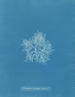 van Plocamium cramoisi in de vruchten - Anna Atkins — weergave van het kunstwerk