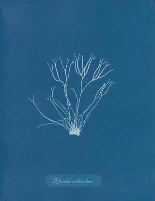 Anna Atkins - Polyides rotundus.webp