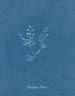 Polysiphonia Brodiaei Deel X - Anna Atkins — weergave van het kunstwerk