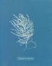 Polysiphonia byssoides door Anna Atkins — weergave van het kunstwerk