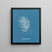 Polysiphonia byssoides door Anna Atkins — ingelijst kunstwerk aan de muur
