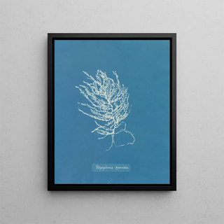 Anna Atkins - Polysiphonia byssoides.webp