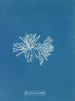 Polysiphonia cristata - Anna Atkins — weergave van het kunstwerk