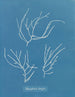 Polysiphonia elongata - Anna Atkins — weergave van het kunstwerk
