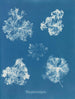 Polysiphonia fastigiata - Anna Atkins — weergave van het kunstwerk