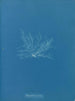 Polysiphonia fibrata - Anna Atkins — weergave van het kunstwerk