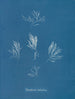 Polysiphonia fructiculosa - Anna Atkins — weergave van het kunstwerk