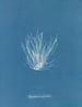 Polysiphonia nigrescens - Anna Atkins — weergave van het kunstwerk