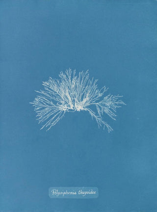 Anna Atkins - Polysiphonia thuyoides.webp