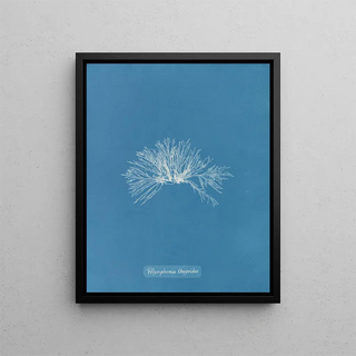 Anna Atkins - Polysiphonia thuyoides.webp