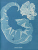 Porphyra laciniata - Anna Atkins — weergave van het kunstwerk