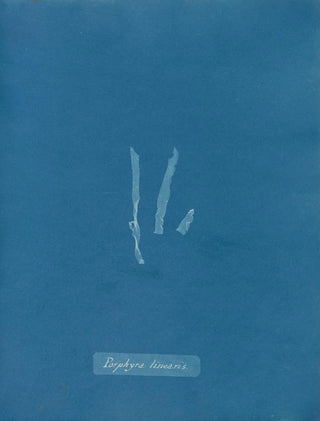 Anna Atkins - Porphyra linearis.webp
