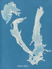 Porphyra vulgaris - Anna Atkins — weergave van het kunstwerk