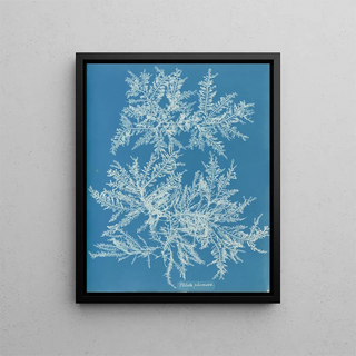 Anna Atkins - Ptilota plumosa.webp