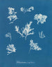 Ptilota plumosa - Anna Atkins — weergave van het kunstwerk