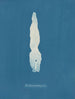 Punctaria plantaginea - Anna Atkins — weergave van het kunstwerk