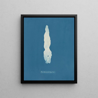 Anna Atkins - Punctaria Plantaginea.webp
