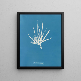 Anna Atkins - Punctaria tenuissima.webp