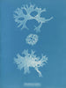 Rhodoménie bifida - Anna Atkins — weergave van het kunstwerk