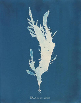 Anna Atkins - Rhodomenia ciliata.webp