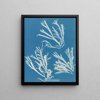 Anna Atkins - Rhodomenia polycarpa.webp