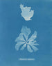 Rhodoménie réniforme - Anna Atkins — weergave van het kunstwerk