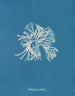 Rhodoménie sobolifera - Anna Atkins — weergave van het kunstwerk
