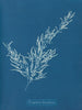 Sargassum bacciferum - Anna Atkins — weergave van het kunstwerk