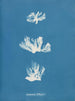Schizonema dillwynii - Anna Atkins — weergave van het kunstwerk