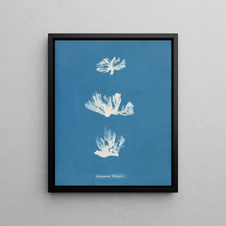 Anna Atkins - Schizonema Dillwynii.webp